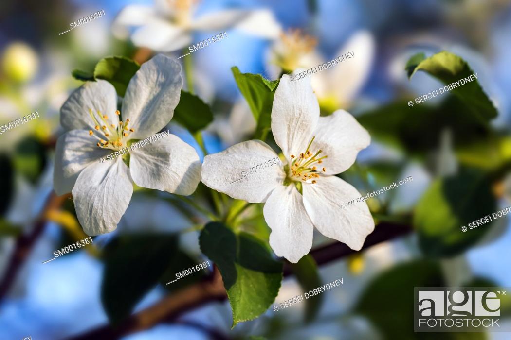 Stock Photo: Beautiful flowering apple trees. background with blooming flowers in spring day. selective focus and bokeh.