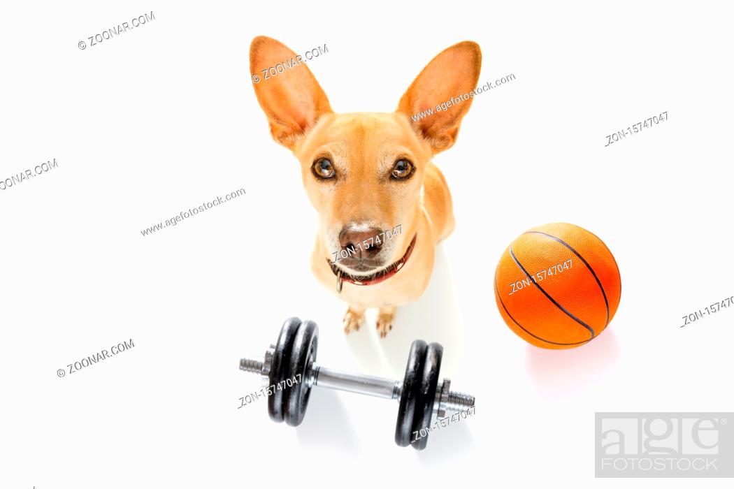 Photo de stock: basketball podenco dog playing with ball , isolated on white background, wide angle fisheye view.