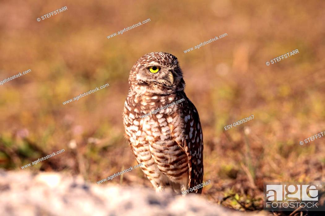 Imagen: Burrowing owl Athene cunicularia perched outside its burrow on Marco Island, Florida.