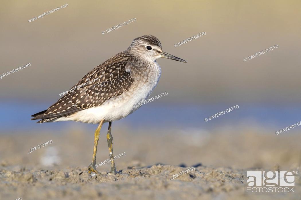 Stock Photo: Wood Sandpiper (Tringa glareola), side view of an individual standing on the mud, Campania, Italy.