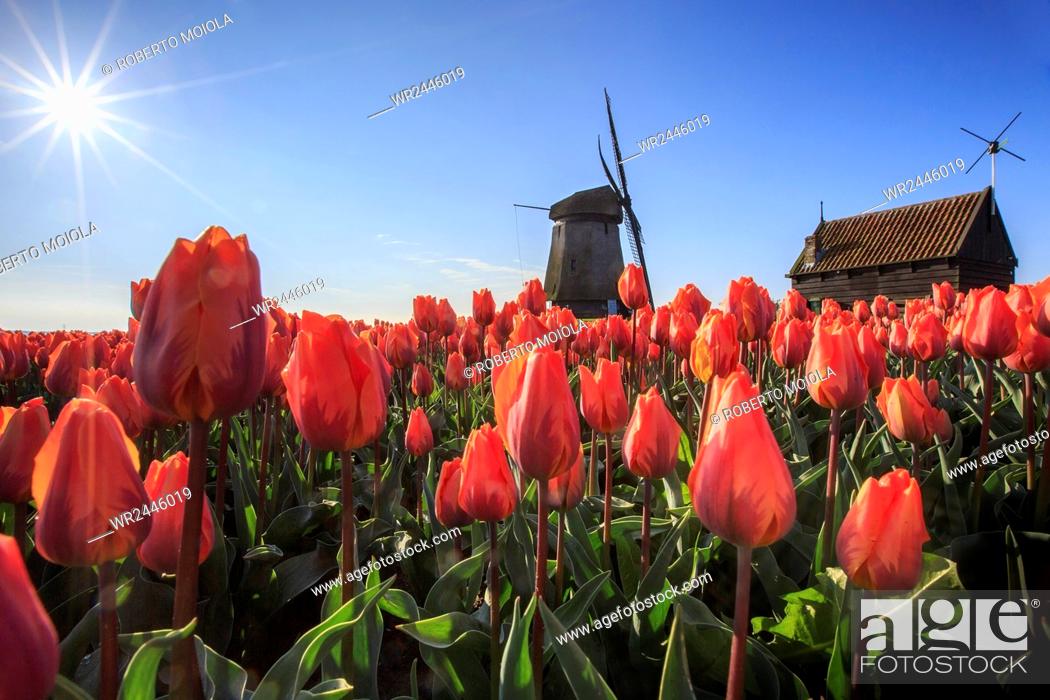 Stock Photo: Red tulips in foreground and blue sky frame the windmill in spring, Schermerhorn, Alkmaar, North Holland, Netherlands, Europe.