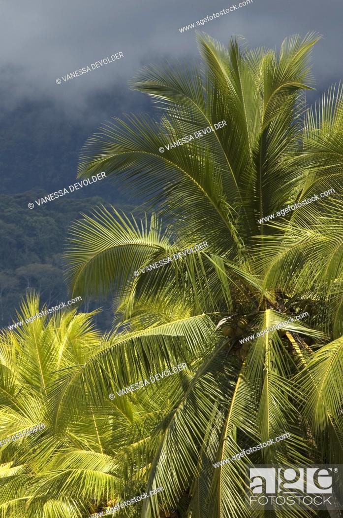 Stock Photo: Palm trees in Costa Rica.