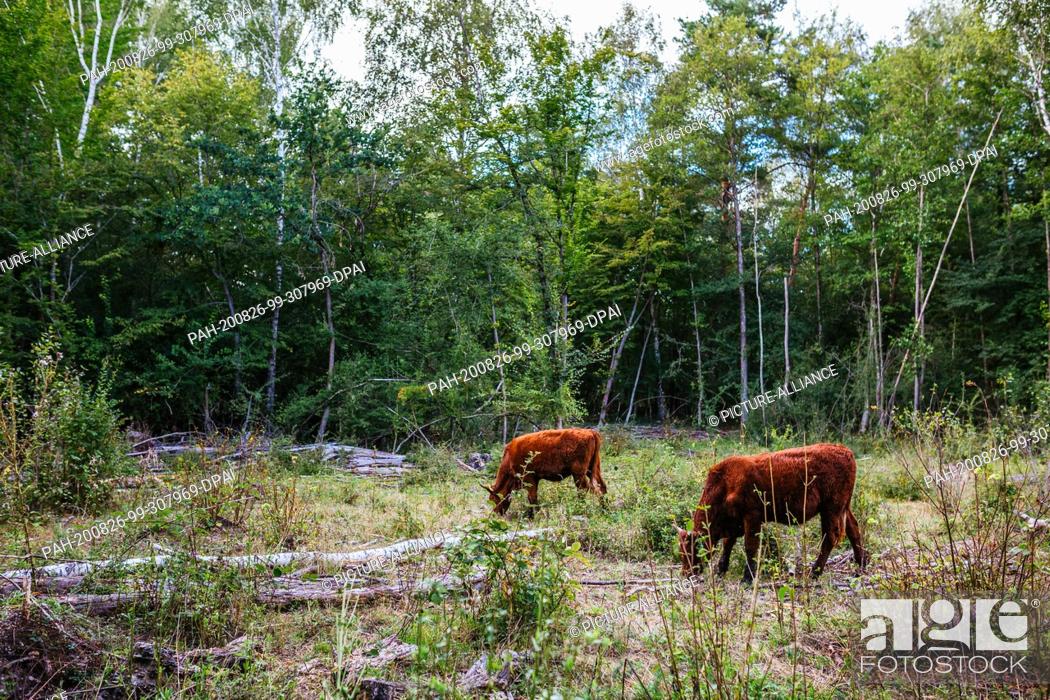 Stock Photo: 19 August 2020, Baden-Wuerttemberg, Kappel-Grafenhausen: Two cattle are standing in the forest and grazing. On the so-called ""wild pastures"" near.