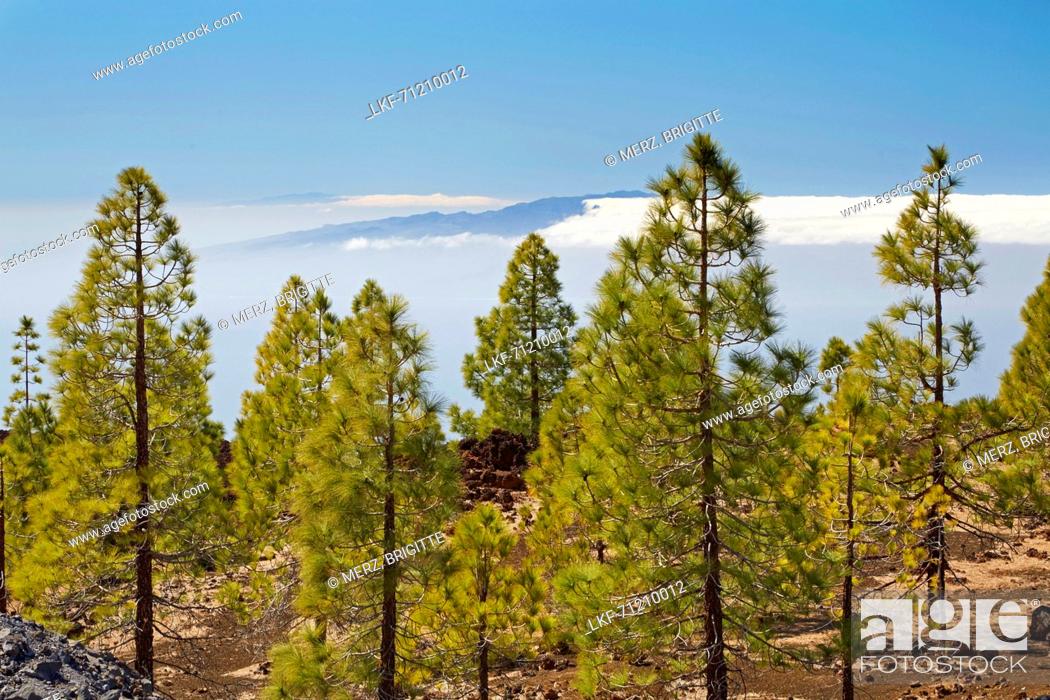 Stock Photo: Canarian pine forest at the volcano Chinyero and view towards La Gomera und Hiero, Parque Nacional del Teide, Natural Heritage of the World, Tenerife.
