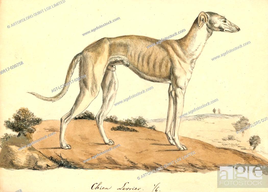 Canis lupus familiaris