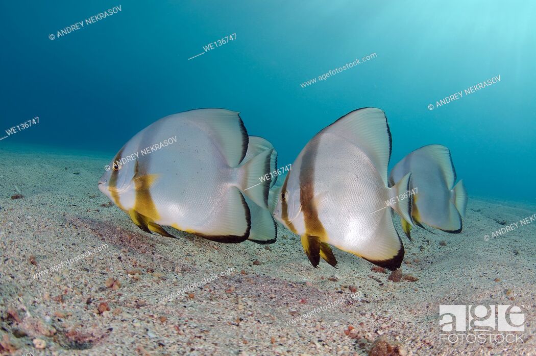 Stock Photo: teira batfish or longfin batfish (Platax teira) on the sandy bottom, Red sea, Marsa Alam, Abu Dabab, Egypt.