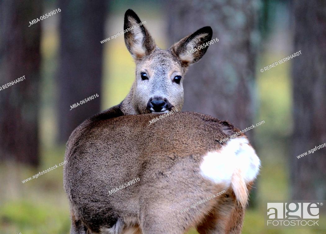 Stock Photo: Deer in the forest, Capreolus capreolus.