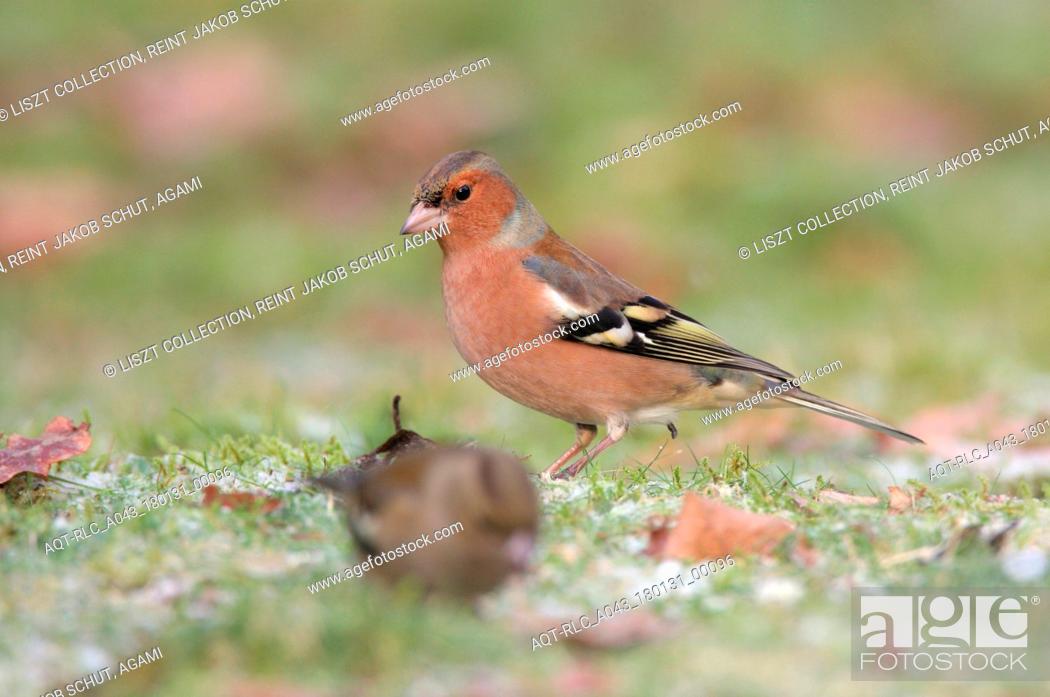 Stock Photo: Common Chaffinch male perched in forest, Common Chaffinch, Fringilla coelebs.