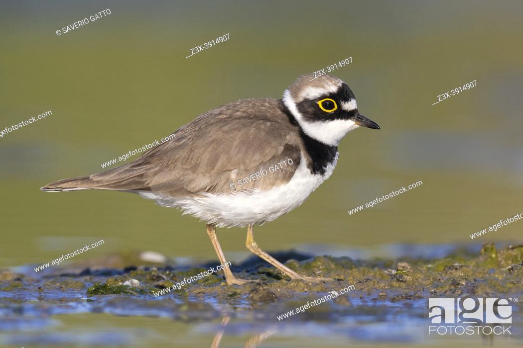 Stock Photo: Little Ringed Plover (Charadrius dubius), side view of an adult standing on the mud, Campania, Italy.