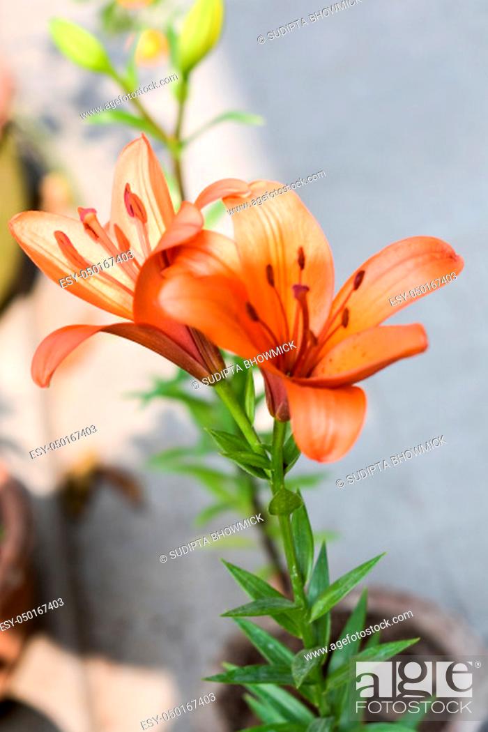 Stock Photo: One Trumpet vine or trumpet creeper (Campsis radicans) flower, known as cow itch or hummingbird vine, in bloom with seeds and leaves, growing outdoors in summer.