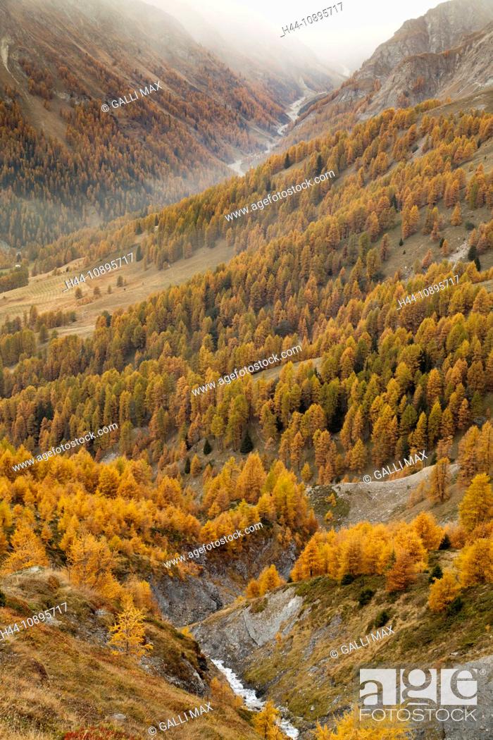 Stock Photo: Alps, Arina, Berry, blackcock, Choglias, Graubunden, Grisons, Griosch, autumn, autumn mood, hunt, Peter, Switzerland, Europe, Se.