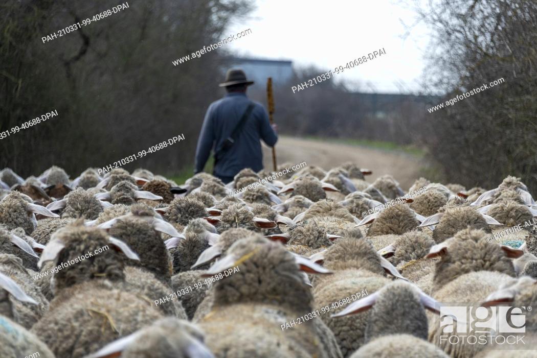 Stock Photo: 26 March 2021, Saxony-Anhalt, Zerbst: Rainer Frischbier, master shepherd, leads his animals out to pasture. He still wears the traditional shepherd's hat and.