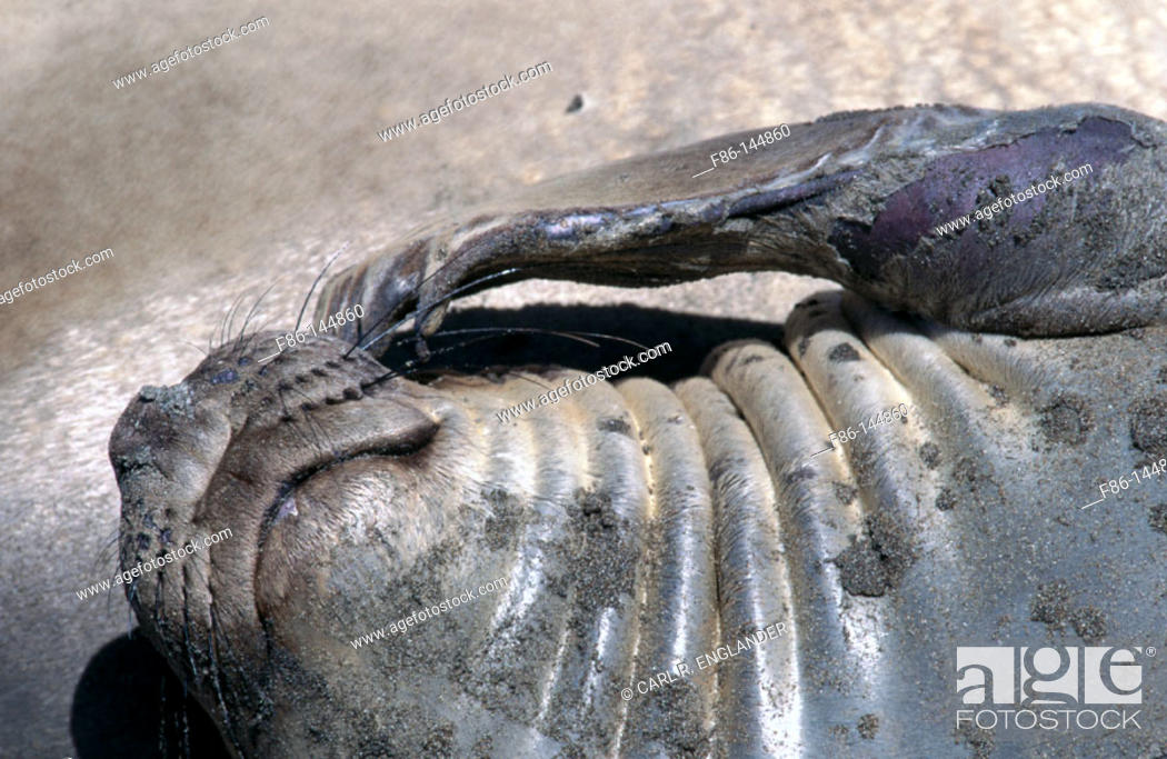 Stock Photo: Northern Elephant Seal (mirounga angustirostris) scratching face, San Luis Obispo County, California, USA.