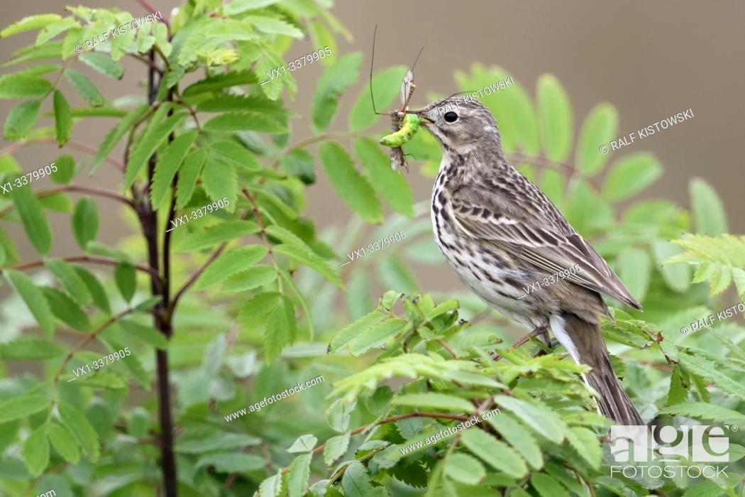 Stock Photo: Meadow Pipit / Wiesenpieper ( Anthus pratensis ) perched in a bush, holding prey in its beak to feed chicks, wildlife, Europe.