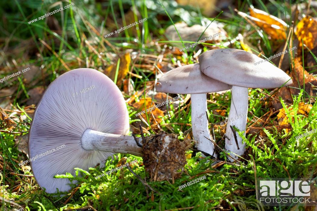 Imagen: Wood blewit, Blue stalk mushroom, Wood Blewit mushroom (Lepista nuda, Clitocybe nuda, Tricholoma nudum), three fruiting bodies on forest floor, Germany.