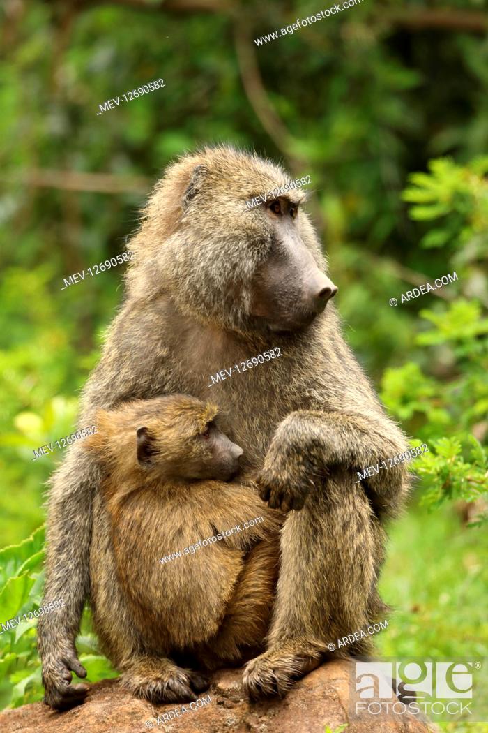 Stock Photo: Olive baboons, Papio anubis, mother and young, Kenya.