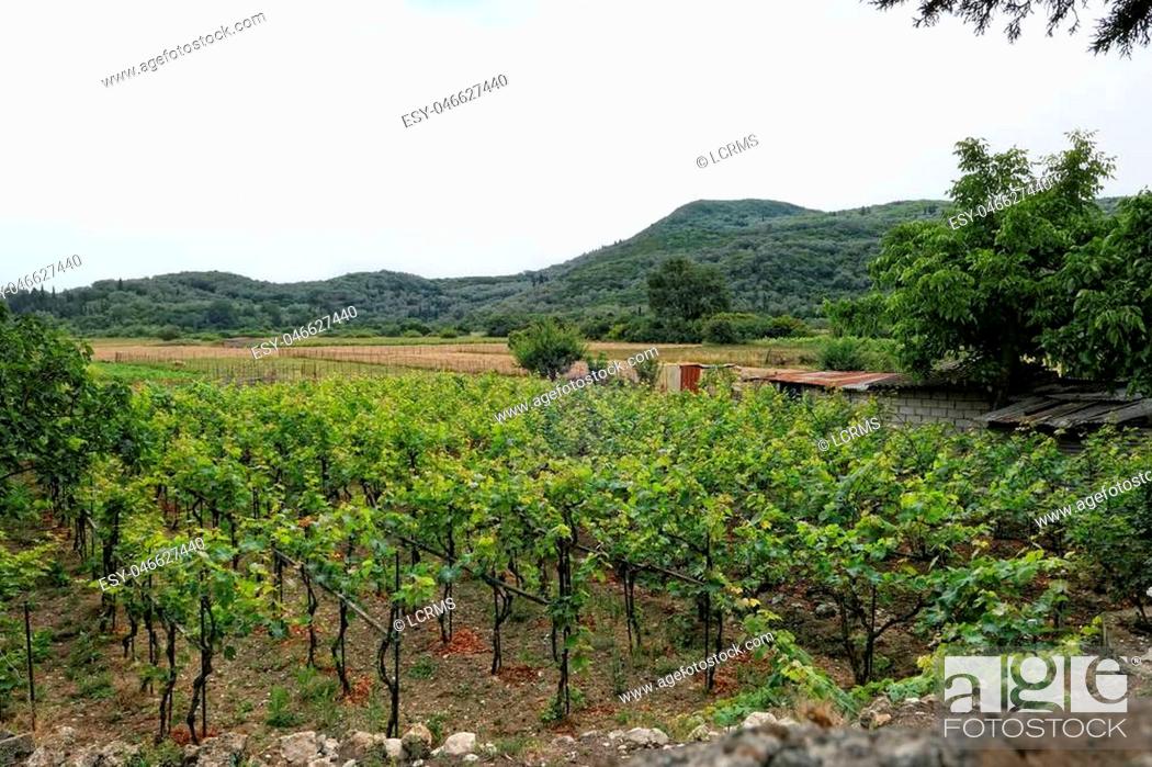 Stock Photo: Vineyard at village Liapades at Corfu Island (Greece).