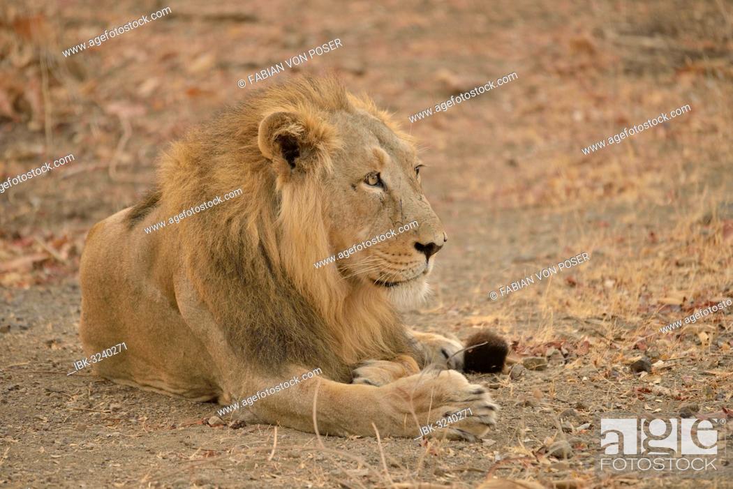 Stock Photo: Asiatic Lion (Panthera leo persica), male, Gir Forest National Park, Gir Sanctuary, Gujarat, India.