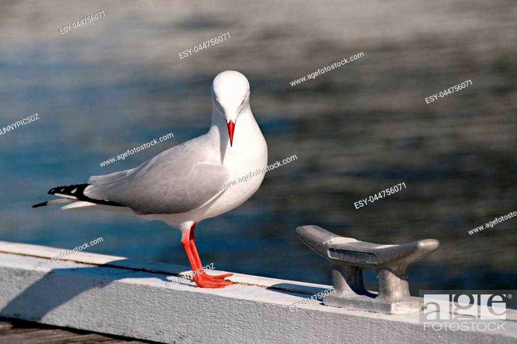 Stock Photo: Seagull closeup standing on a wharf. Beauty in nature.