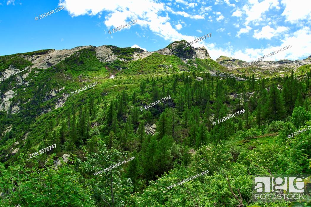 Photo de stock: Mischwald mit Gebirgskamm des Alpi di Andolla in den italienischen Alpen.