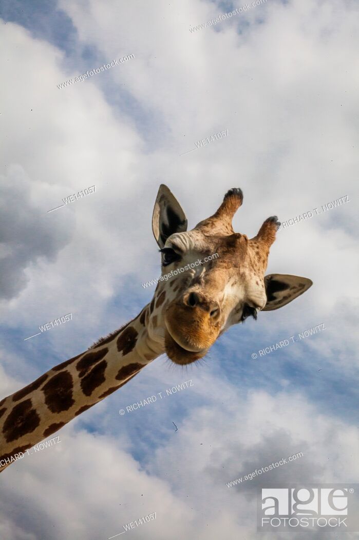 Stock Photo: wide angle view of Giraffe looking into the camera in Lion Country Safari.