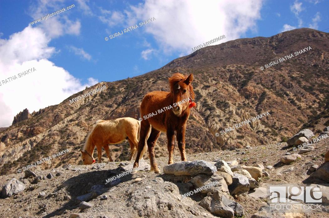 Donkeys and horses are the only means of transport in Manang area The  animals can carry heavy loads..., Stock Photo, Picture And Rights Managed  Image. Pic. MWO-MW009608 | agefotostock