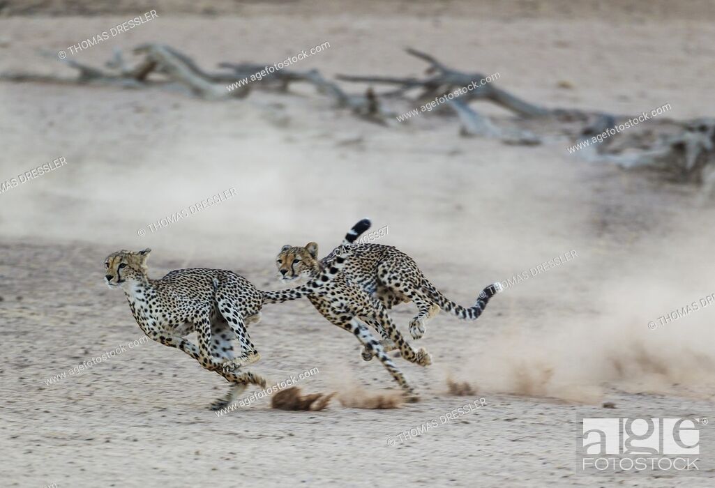 Stock Photo: Cheetah (Acinonyx jubatus). Two playful subadult males in the dry and barren Auob riverbed. During a severe drouight. Kalahari Desert.