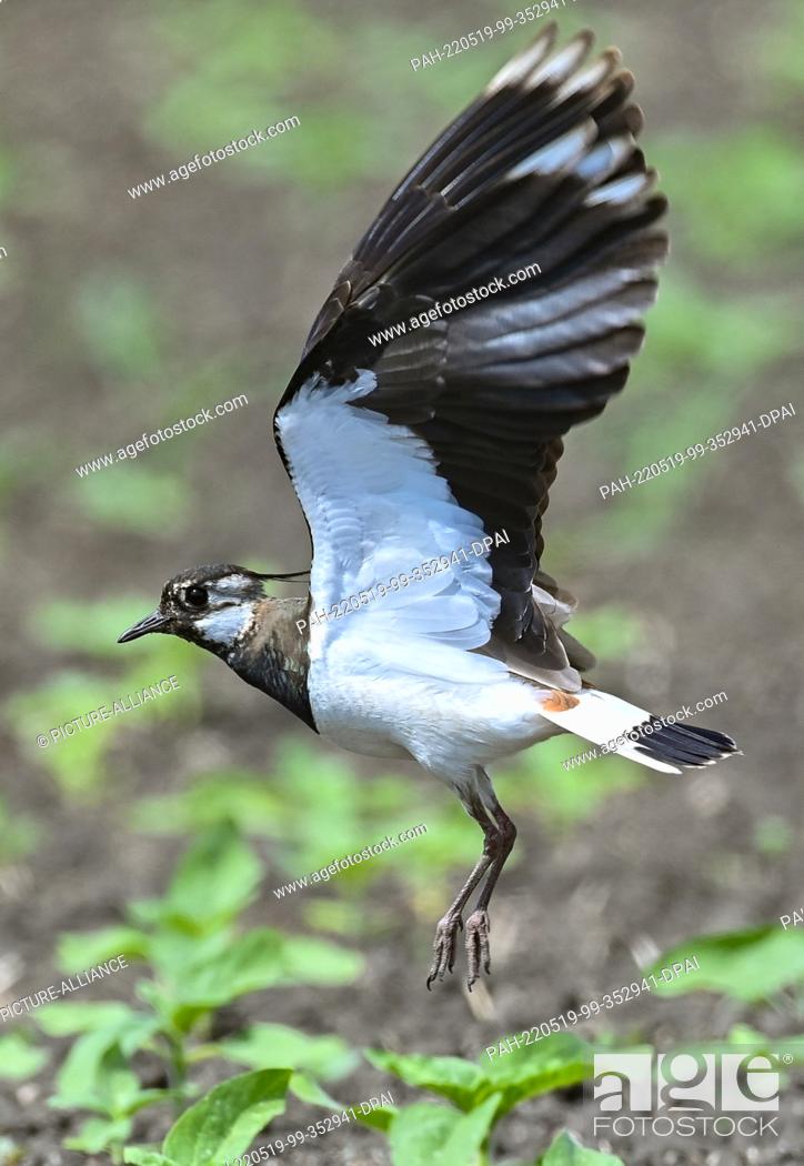 Stock Photo: 19 May 2022, Brandenburg, Sachsendorf: A lapwing (Vanellus vanellus) flies up from a field. Just 50 years ago, the lapwing was commonly seen in fields and.