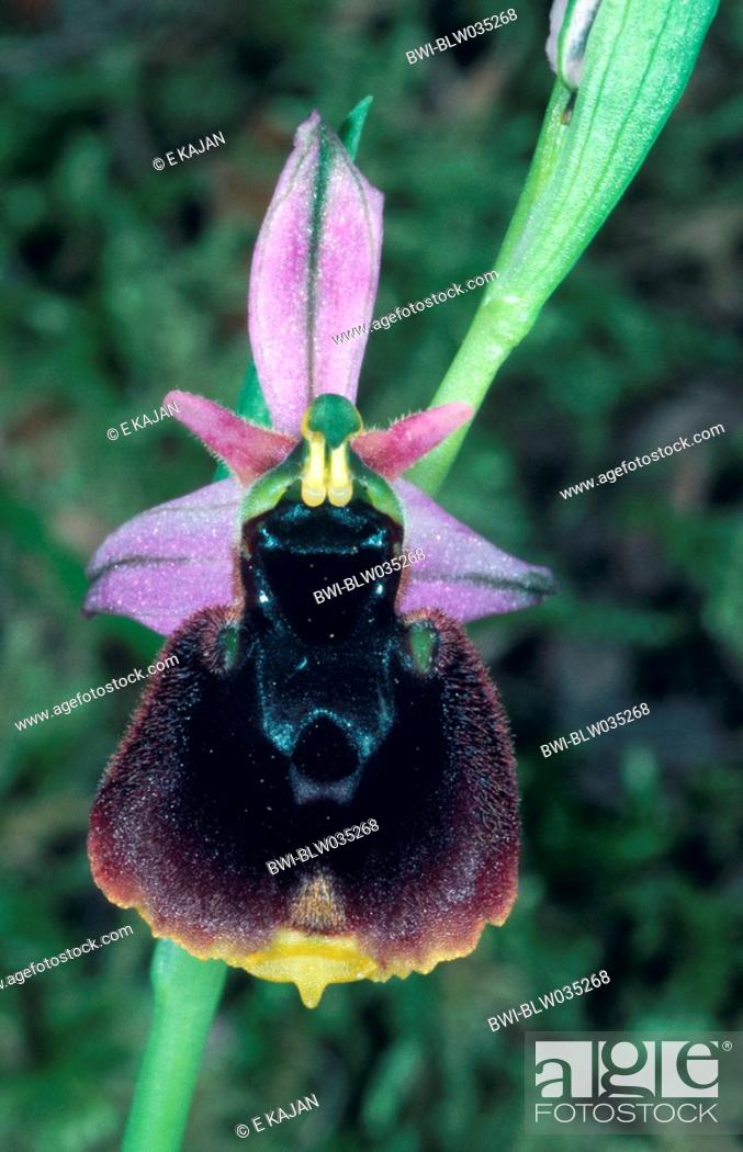 Stock Photo: Chesterman's ophrys Ophrys chestermanii, Ophrys holosericea ssp. Chestermanii, Ophrys holoserica ssp. chestermanii, single blossom, Italy, Sardegna.
