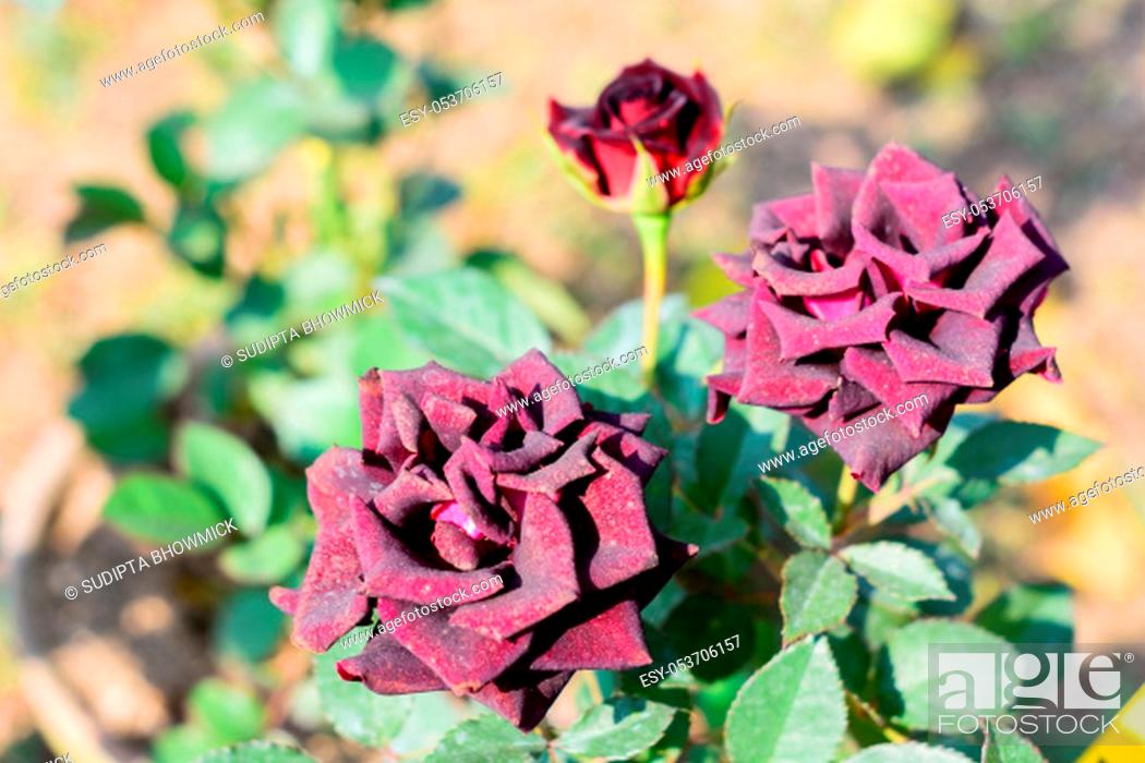 Stock Photo: A Red rose is a woody perennial flowering plant of genus Rosa family Rosaceae. A shrubs with stems and sharp prickles. A sun loving plant Blooms in late spring.