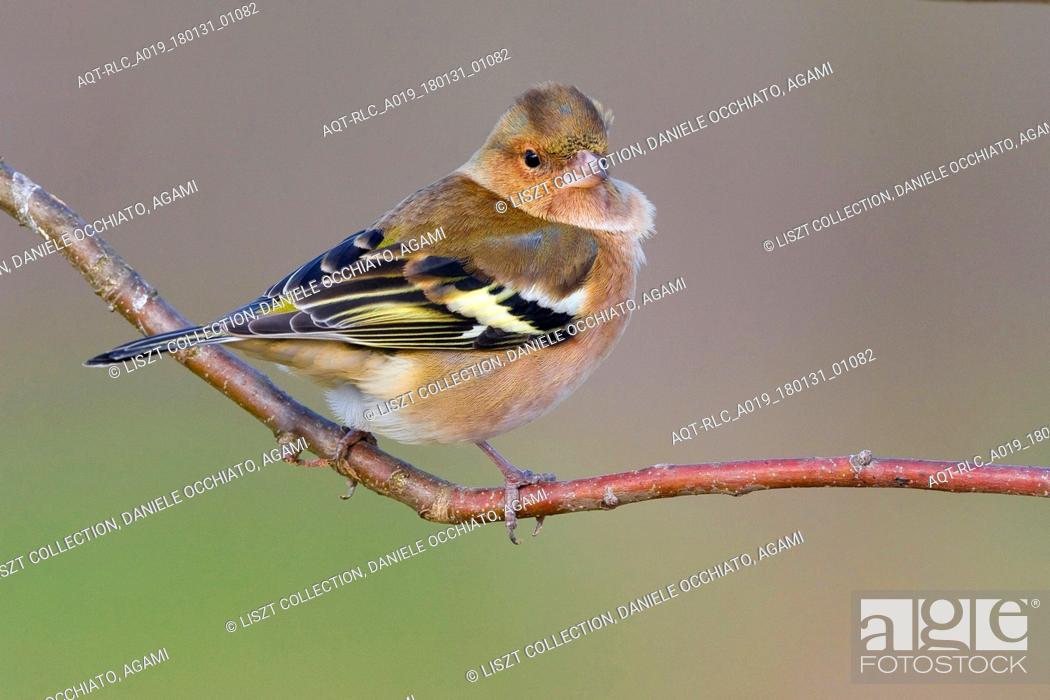 Stock Photo: Male Common Chaffinch perched on a branch, Common Chaffinch, Fringilla coelebs.