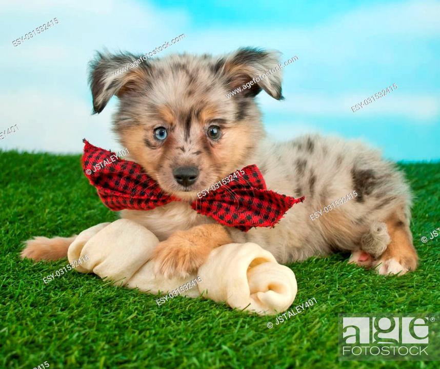 Very cute puppy with super cute big ears laying in the grass wearing a bow  tie with a dog bone, Stock Photo, Picture And Low Budget Royalty Free  Image. Pic. ESY-031532415 |