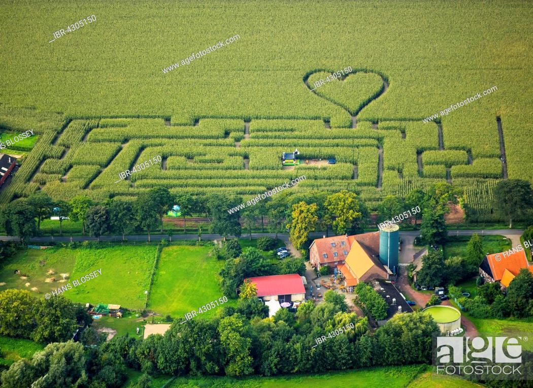 Stock Photo: Labyrinth with a heart in the cornfield, corn maze, heart shape, heart shaped, Herten, Ruhr district, North Rhine-Westphalia, Germany.