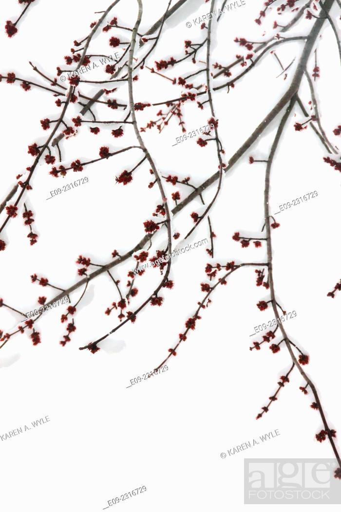 Stock Photo: snow on branches with little red flowers, snow in background, Monroe County, IN.