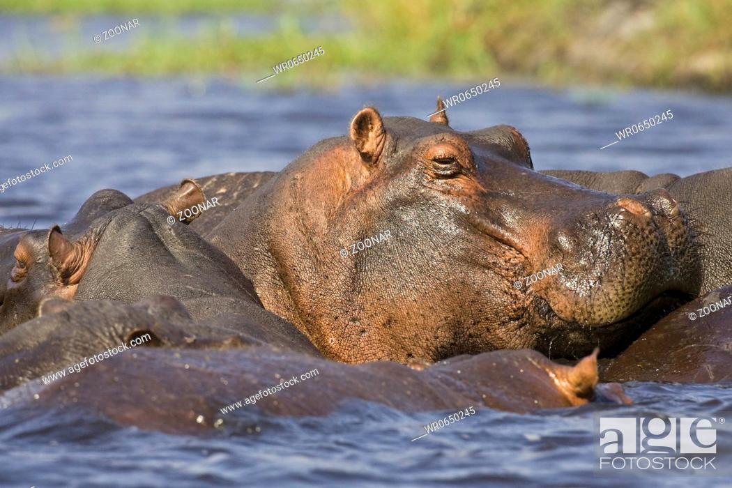 Stock Photo: Flusspferde, Nilpferde oder Grossflusspferde, Chobe Fluss, Chobe National Park, Botswana, Afrika, Hippos in Chobe River, Africa.