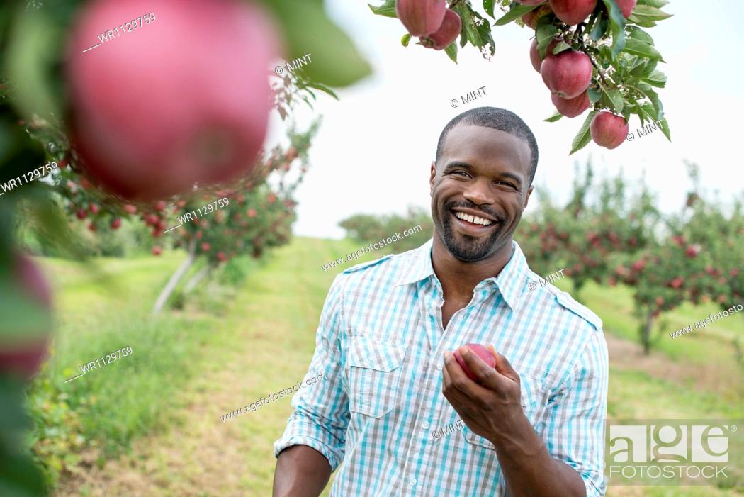 Stock Photo: An organic apple tree orchard. A man picking the ripe red apples.