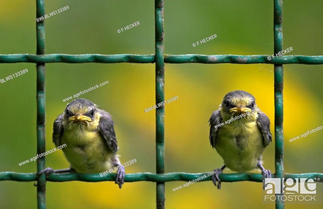 Stock Photo: blue tit Parus caeruleus, fully fledged chicks on a fence.