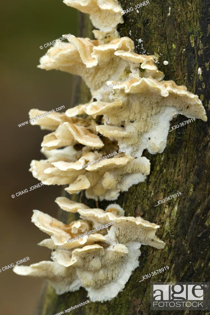 Stock Photo: Jelly Rot (Phlebia tremellosa) fungus growing on a rotting branch in a woodland in the Mendip Hills, Somerset, England.