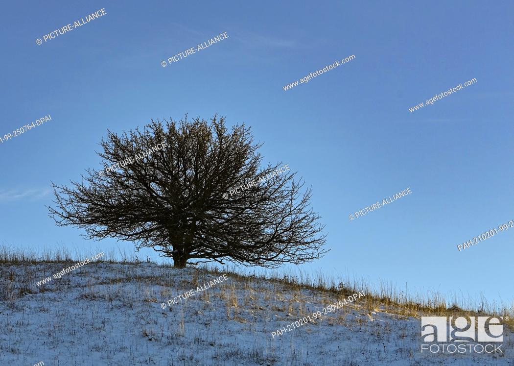 Stock Photo: 30 January 2021, Brandenburg, Mallnow: A little snow lies on the slopes at the edge of the Oderbruch, a region in the east of the state of Brandenburg.