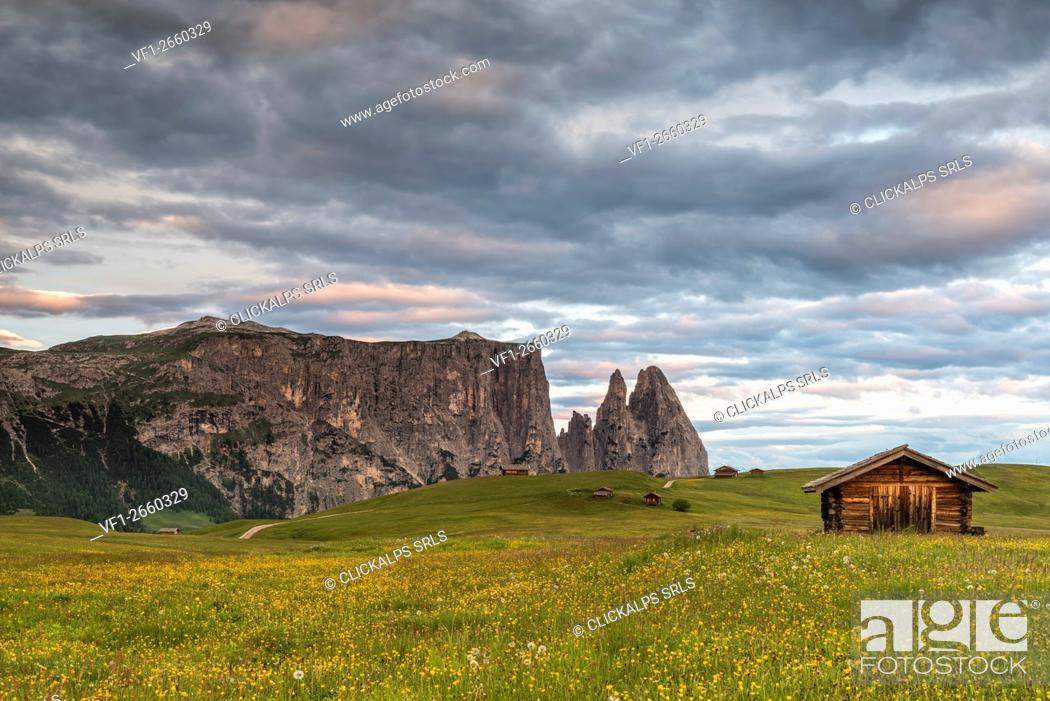 Stock Photo: Alpe di Siusi/Seiser Alm, Dolomites, South Tyrol, Italy. Meadow full of flowers on the Alpe di Siusi/Seiser Alm. In the background the peaks of Sciliar/Schlern.