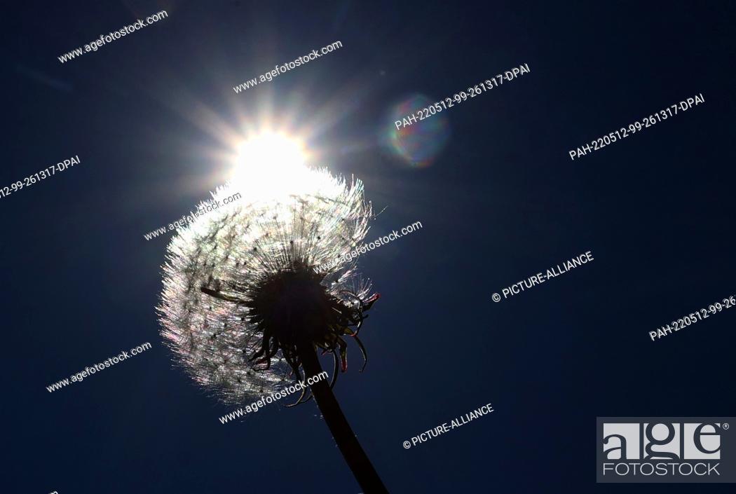 Stock Photo: 12 May 2022, Bavaria, Landsberg am Lech: The flight seeds of a faded dandelion stands on a meadow in the sunshine. Photo: Karl-Josef Hildenbrand/dpa.