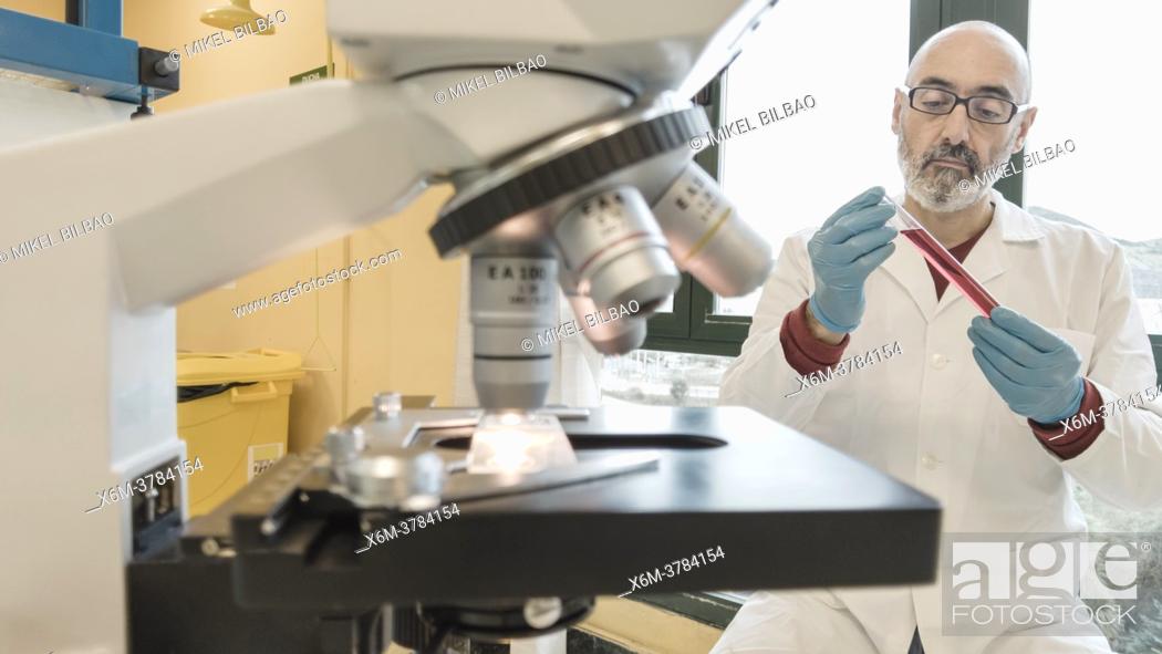 Stock Photo: Microscope and male researcher in his 50's in a lab coat with test tubes in a laboratory. Basque Country, Spain, Europe.
