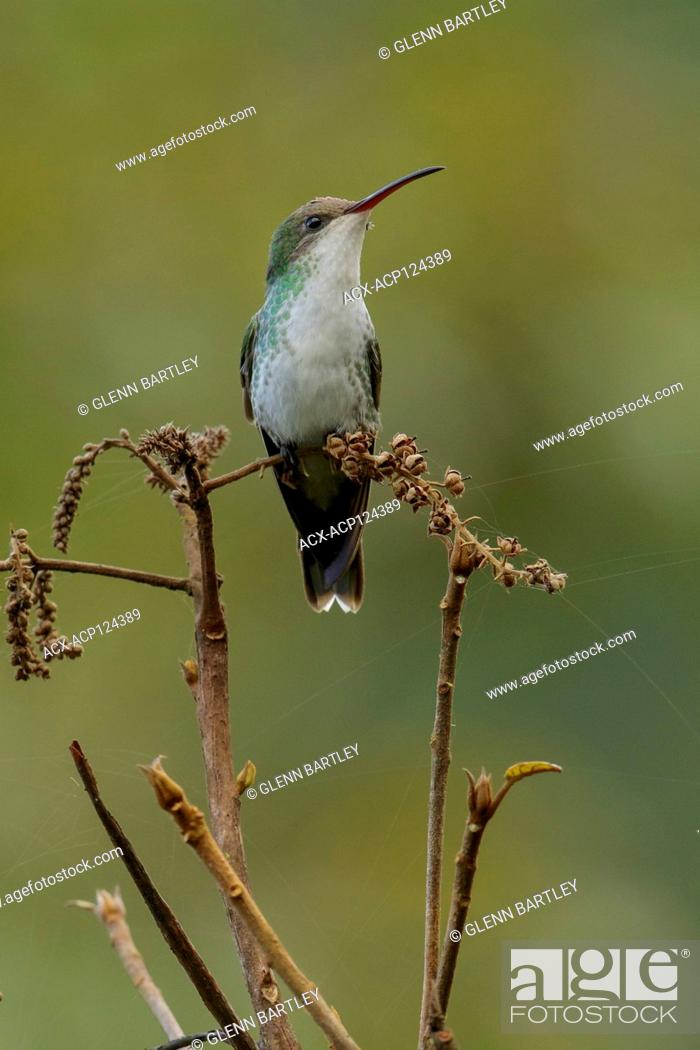 Stock Photo: Red-billed Streamertai (Trochilus polytmus polytmus) perched on a branch in Jamaica in the Caribbean.