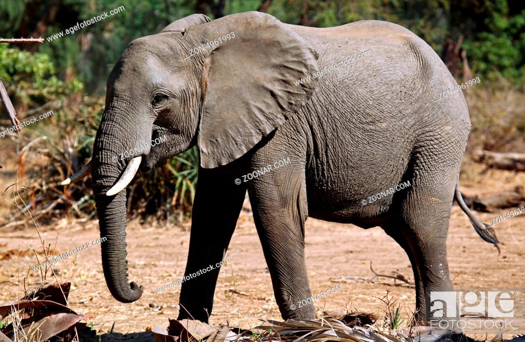 Stock Photo: Elefant im Lower Zambezi Nationalpark, Sambia; Loxodonta africana; elephant at Lower Zambezi National Park, Zambia.