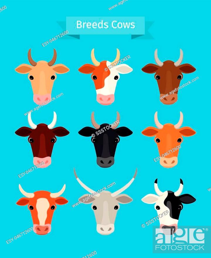 Cow heads vector set. Brown and black cow, red and white cows breeds, Stock  Vector, Vector And Low Budget Royalty Free Image. Pic. ESY-046712600 |  agefotostock