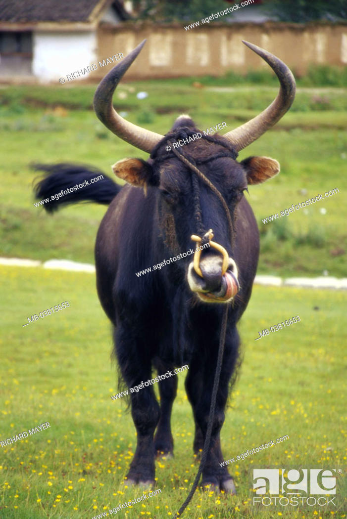 permanecer Verdulero nieve Meadow, yak, Nasenring, Rope, Animal, mammal, cow, house cow, Yak,  usefulness animal, horns, nose, Foto de Stock, Imagen Derechos Protegidos  Pic. MB-03815653 | agefotostock