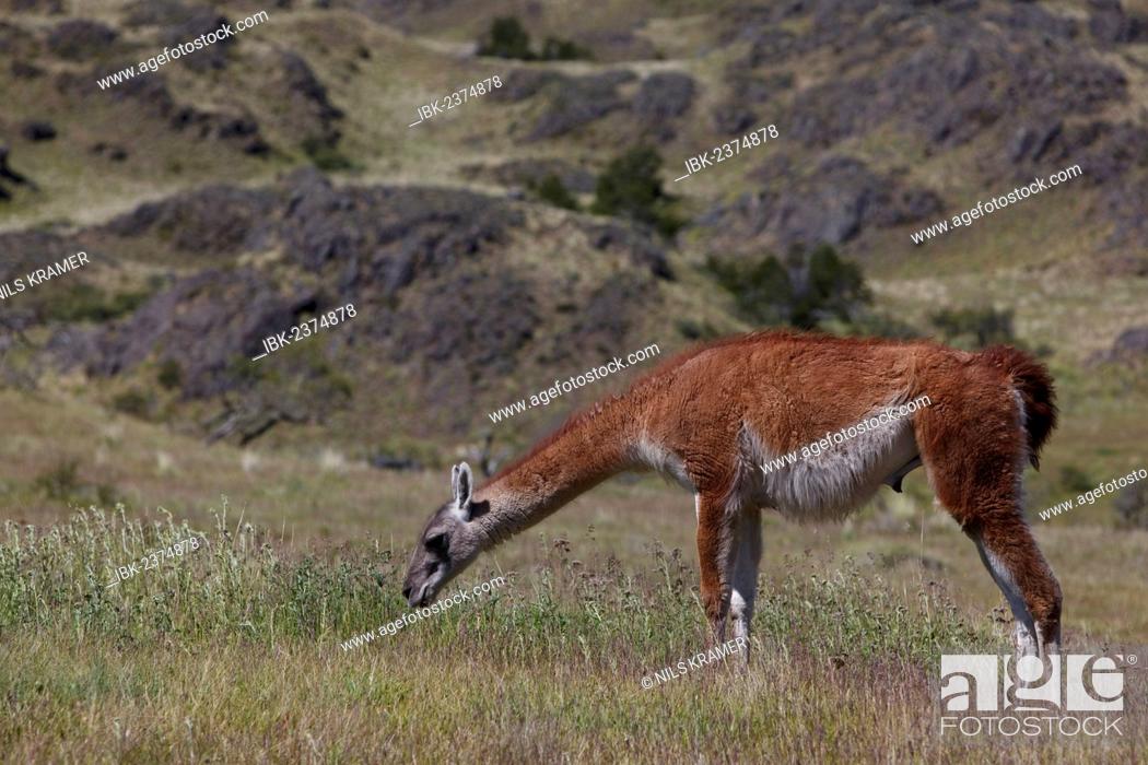 Stock Photo: Wild Guanaco (Lama guanicoe), grazing on a meadow, Cochrane, Aysén Region, Patagonia, Chile, South America, Latin America, America.