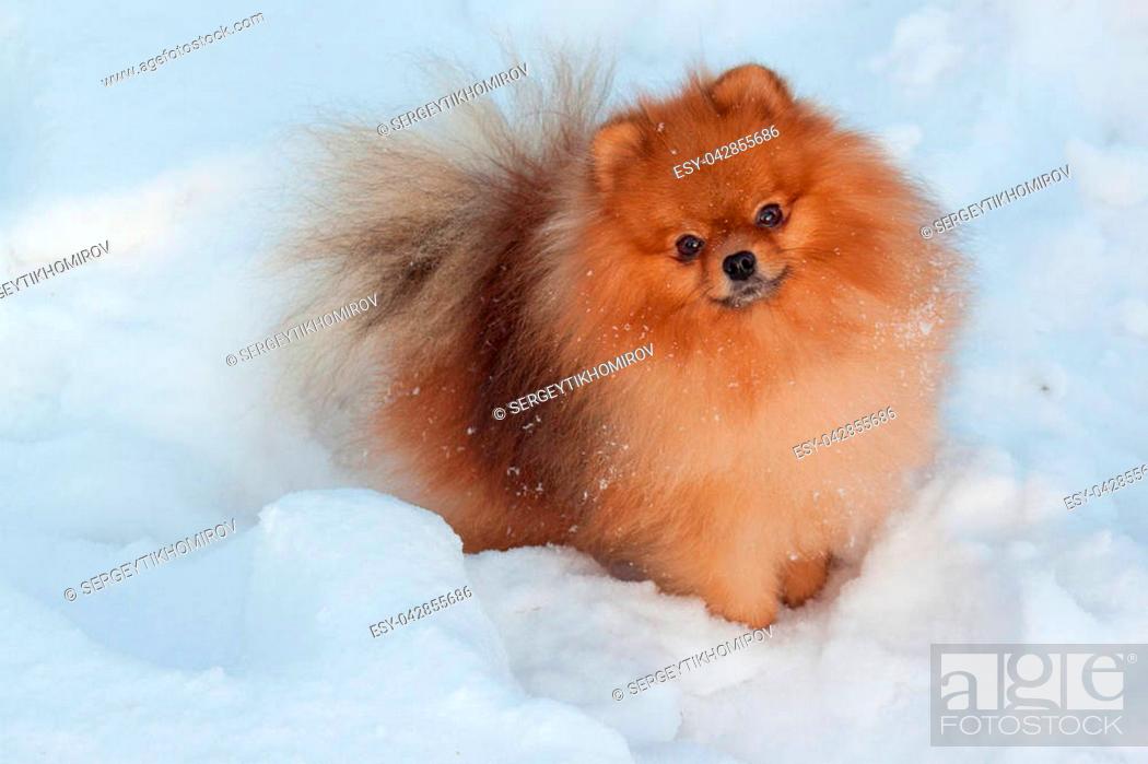 Beautiful pomeranian puppy is standing in a white snow. Pet animals, Stock  Photo, Picture And Low Budget Royalty Free Image. Pic. ESY-042855686 |  agefotostock