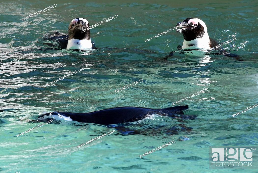 Stock Photo: Nine pairs of African penguins comes from zoo of Bristol and from Zoom Torino, welcomed to Bioparco of Rome, ITALY-27-12-2018.