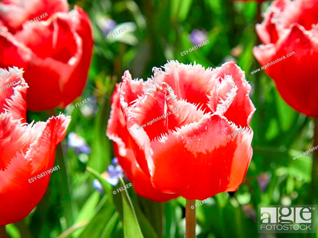 Stock Photo: Terry fringed red tulip. Pink tulip fringed with white ragged edges, Terry pink colored tulip, close up image.